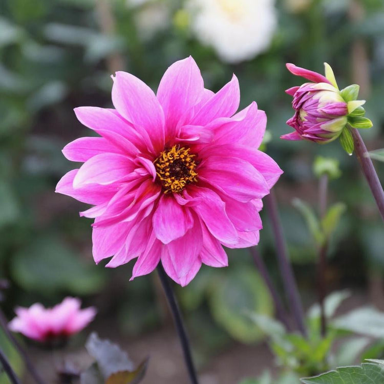 Peony-flowered dahlia Fascination, showing this variety's hot pink petals and dark center, against its dark, blue-black foliage.