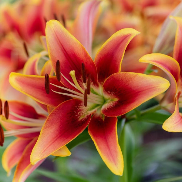 new wave asiatic lily Lily Oriental Asiatic (OA) Kaveri - 5 bulbs