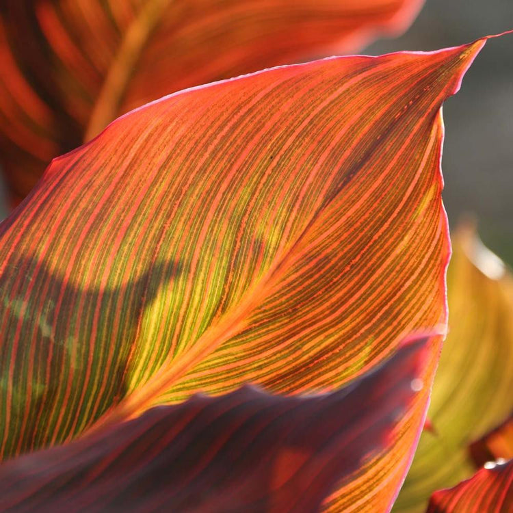 Canna Tall Tropicanna