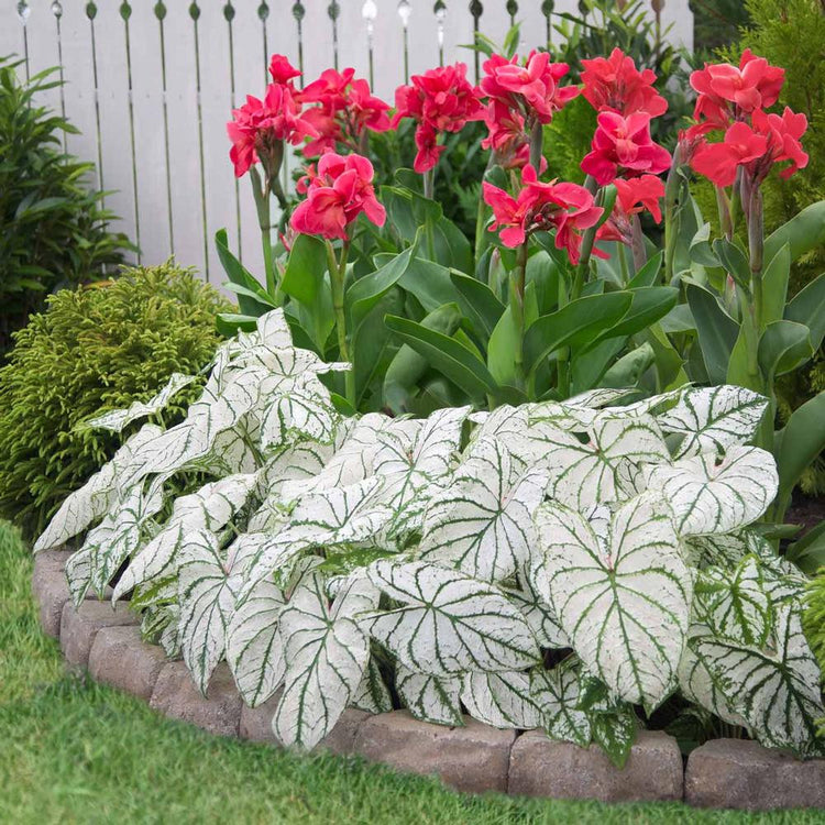 Caladium Fancy White Christmas
