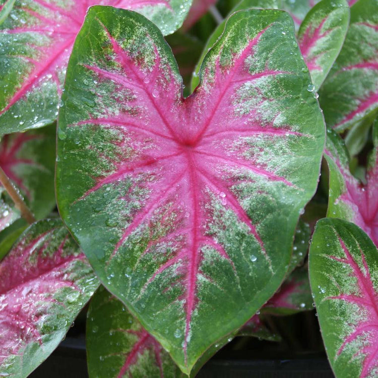 Close up of a single leaf of Rosebud, a hot pink caladium suitable for full to part shade.