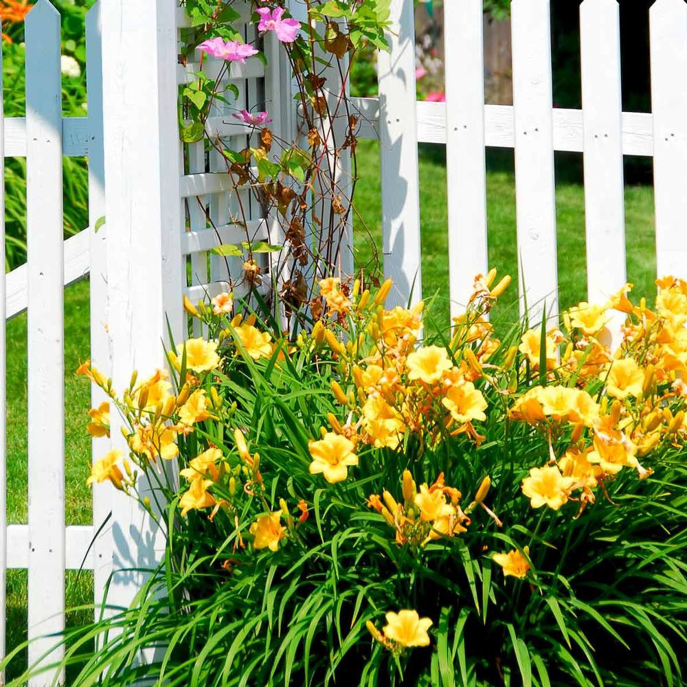 Hemerocallis Rebloomer Stella de Oro - 3 bare roots - Longfield