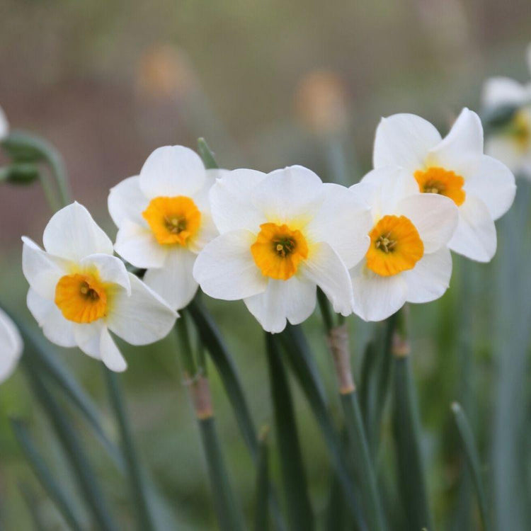 Daffodil Beautiful Eyes blooming in a spring garden, showing how each stem of this fragrant narcissus has two little blossoms with white petals and a small orange cup.