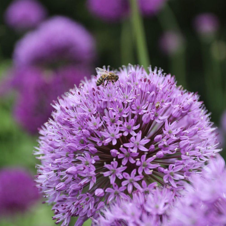 Close up of Allium Purple Sensation showing a honeybee gathering nectar on the flower.