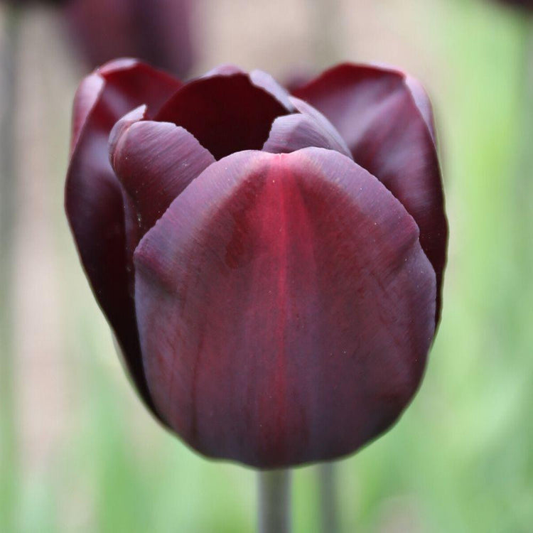 A single blossom of Triumph tulip Continental showing the deeply colored burgundy and maroon petals.