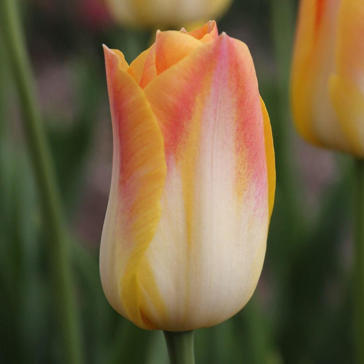One young blossom of Triumph tulip Salmon Dynasty with mostly cream-colored petals edged in rose, orange and gold.