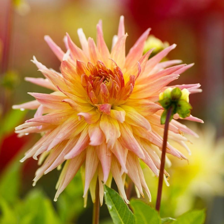 A single blossom of dinnerplate dahlia Penhill Autumn Shade, highlighting the flower's apricot and pale yellow quilled petals.