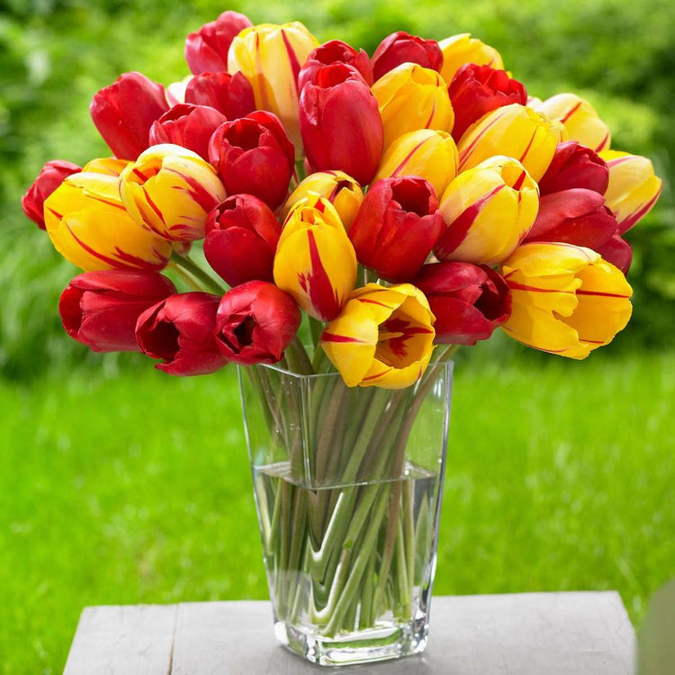 Bouquet of spring flowers in a clear glass vase showing single late tulip La Courtine combined with single late tulip Ski High Scarlet.