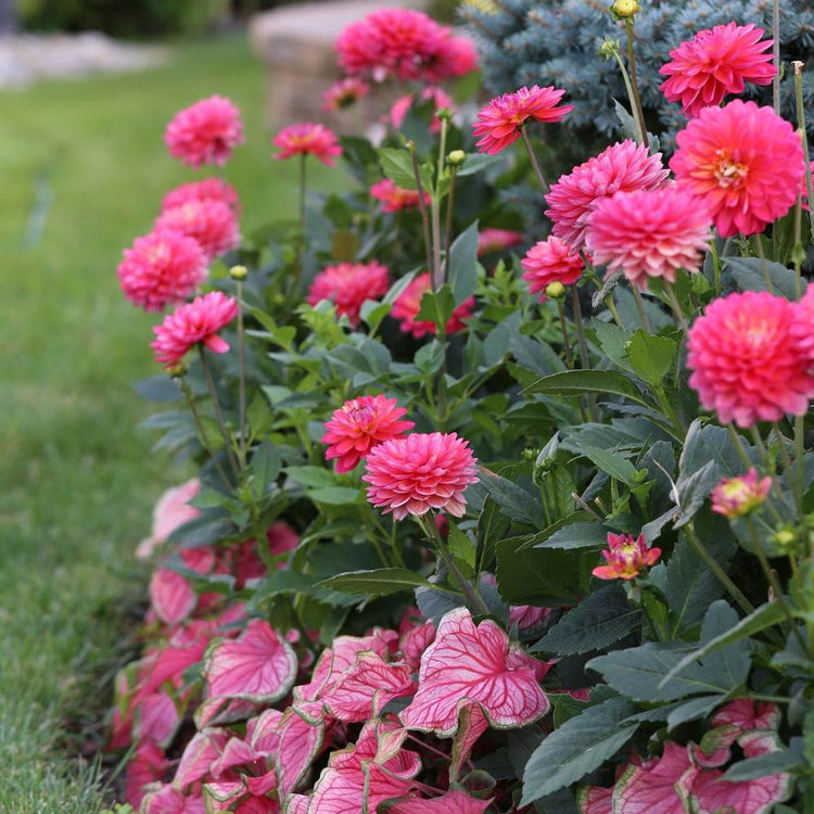 A flower bed filled with the bright pink flowers of border dahlia Melody Pink Allegro and the pink foliage of caladium Florida Sweetheart.