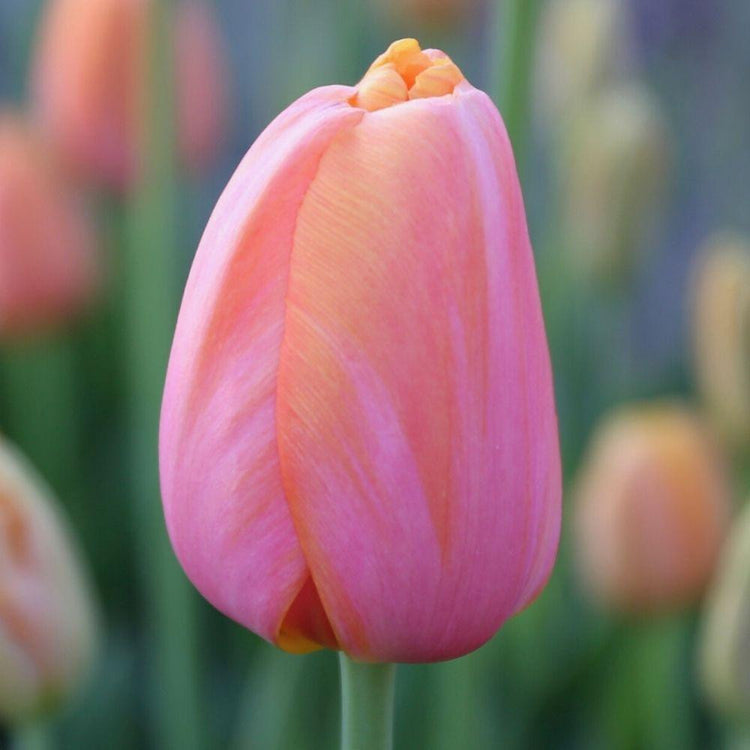Close up of a Dordogne single late tulip, showing the flower's peach, mango and pink colors.