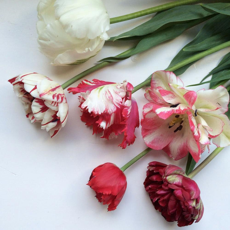 A tabletop display showing six varieties of red and white tulips including White Parrot, Carnaval De Nice, Bastogne, Midnight Magic, Estella Rijnveld, and Cartouche.