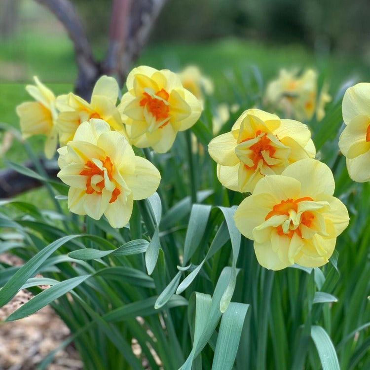 Daffodil Tahiti growing in a sunny spring garden, highlighting the pale yellow and red-orange petals of this award-winning double narcissus.