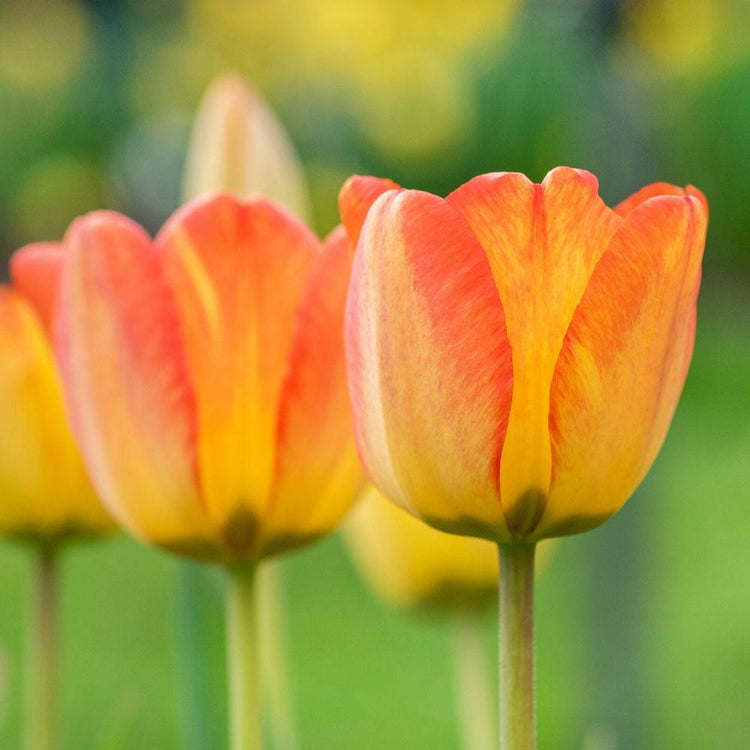 Close up of Darwin hybrid tulip Blushing Apeldoorn showing mature flower with yellow and red petals.