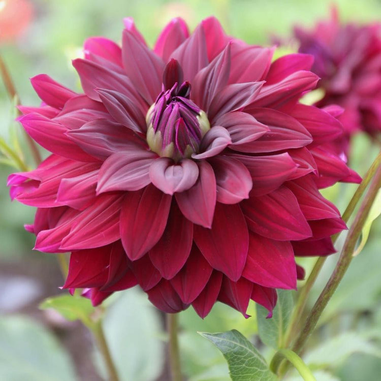 A single blossom of decorative dahlia Rip City, highlighting this variety's velvety petals and rich colors of maroon and burgundy.