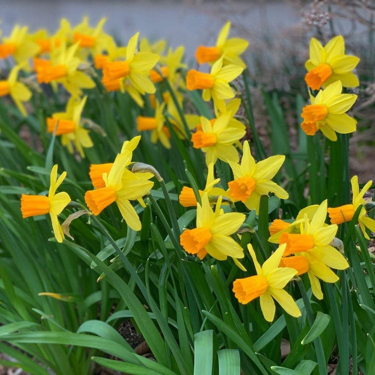 Side view of a large planting of Jetfire daffodils in a spring garden, highlighting this variety's brilliant yellow flowers with long, bright orange cups.