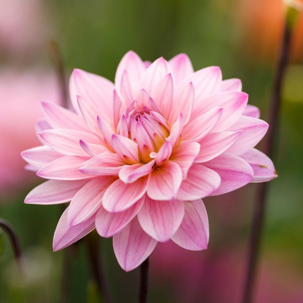 Dahlia Decorative Karma Prospero - 2 tuber clumps - Longfield Gardens