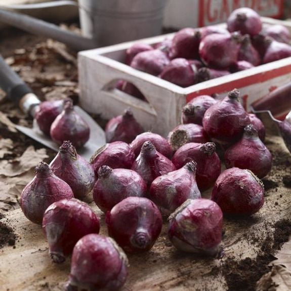 Hyacinth bulbs scattered on a rustic wood tabletop, ready for fall planting in a flower garden.