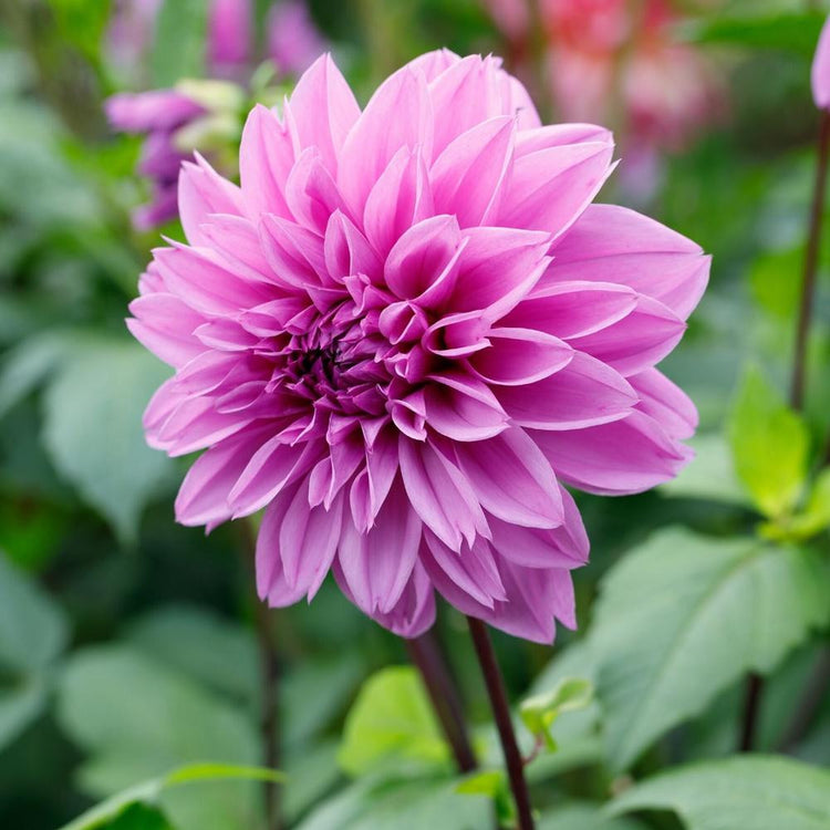 Dinnerplate dahlia Lilac Time, featuring one enormous flower with lilac-pink and violet petals.