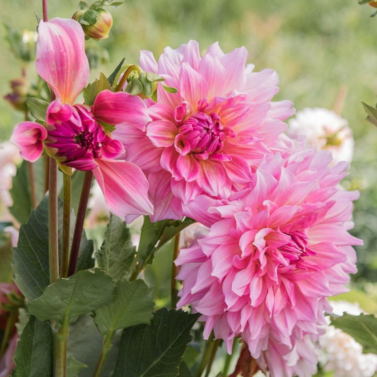 Dinnerplate dahlia Otto's Thrill in a garden setting, featuring two large, frilly pink flowers with rose-pink accents.