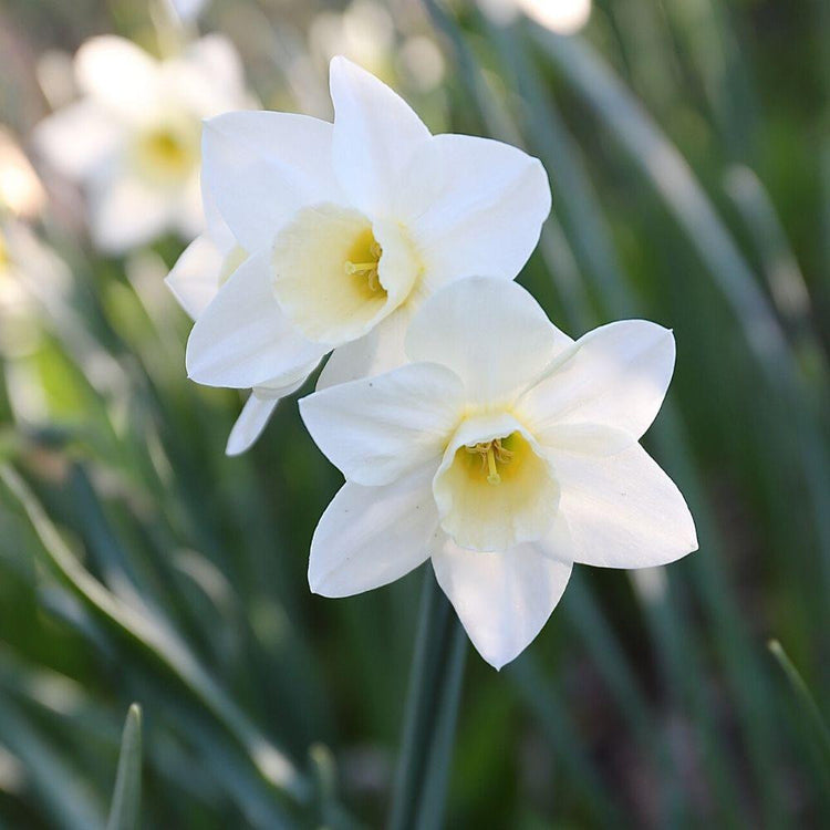 Close up of jonquilla narcissus Silver Smiles, showing a flower cluster of fragrant, small white daffodils with short, pale yellow cups.