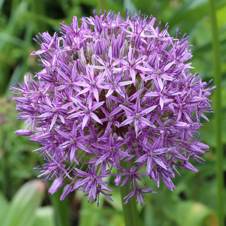 Close up of giant allium Gladiator, showing the violet-purple florets that make up these 6", globe-like flowers.