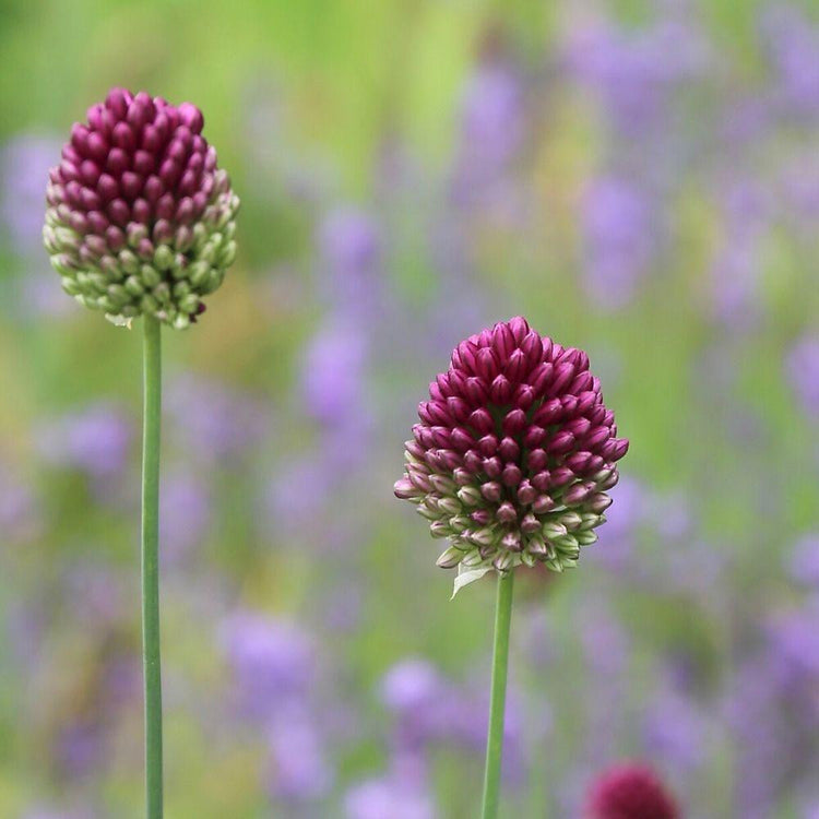 Side view of two blossoms of Allium sphaerocephalon, the drumstick allium, blooming in an early summer garden.