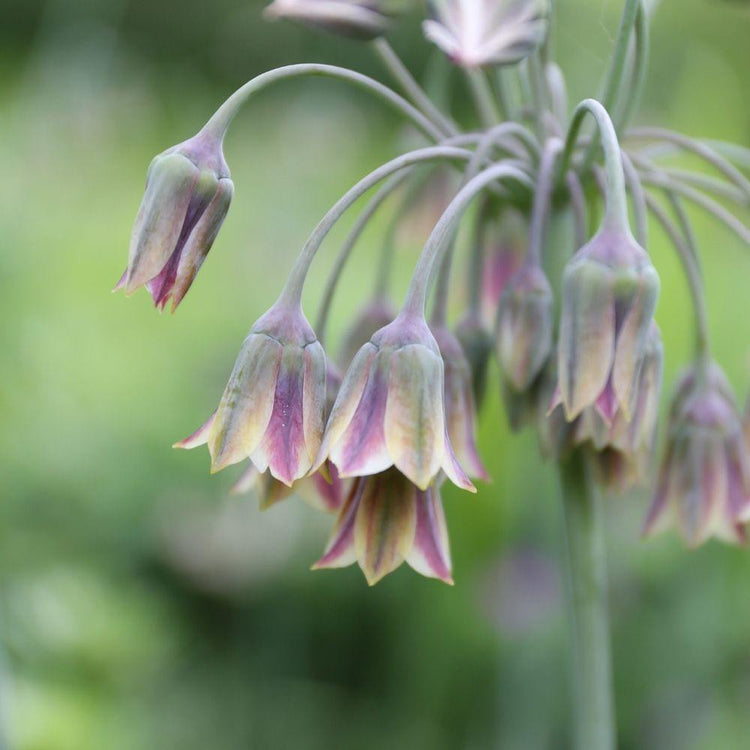 Close up of the flowers of allium bulgaricum, Sicilian honey garlic, showing the exquisite green, cream and burgundy markings on each cascading blossom.