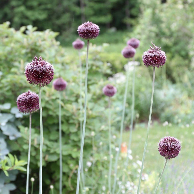 A large planting of allium Forelock in an early summer garden.