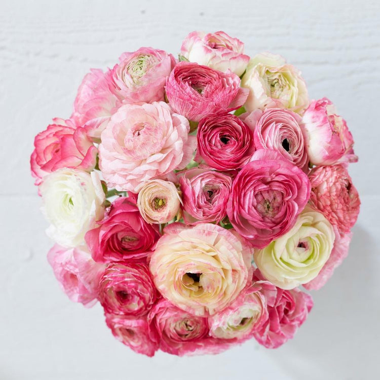 Looking down on a round bouquet of pink and white ranunculus flowers.