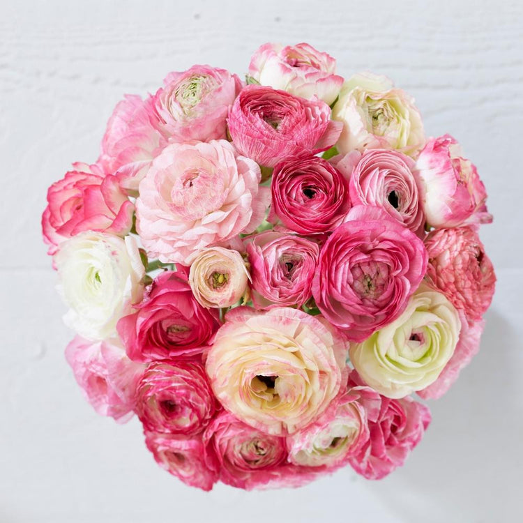 Looking down on a tabletop bouquet of pink and white picotee ranunculus.