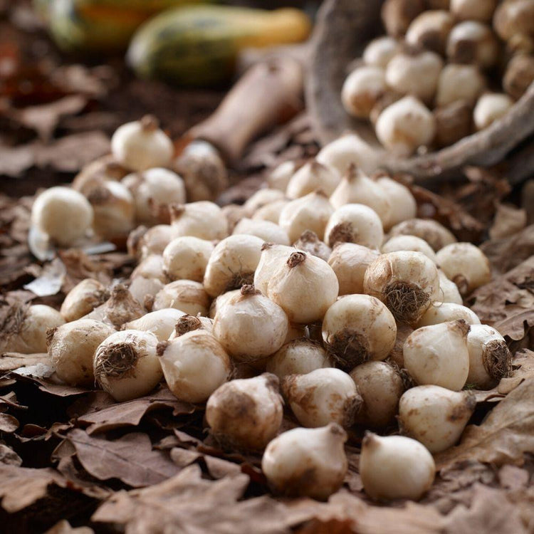 Muscari bulbs lying on a tabletop, ready for fall planting season.
