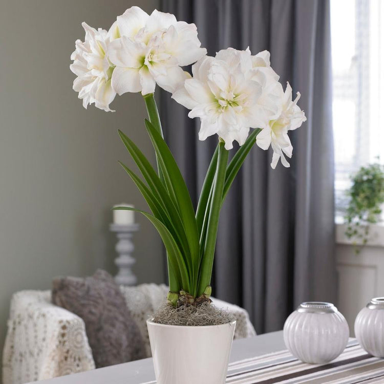 Amaryllis Double Arctic Nymph