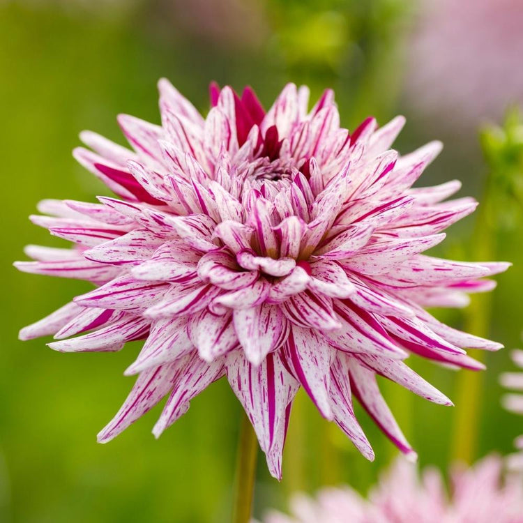 Side view of the spiky flowers of cactus dahlia Hy Trio, showing this variety's pure white petals with cranberry-red  stripes.