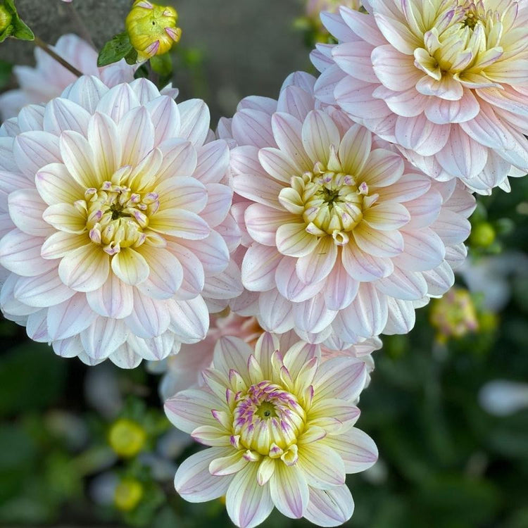 Dahlia Diana's Memory growing in a flower garden, and showing four, 5-6" light pink blossoms with pale yellow centers.