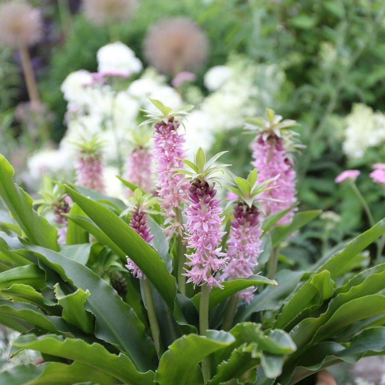 The flowers of eucomis Nani, a dwarf pineapple lily with deep pink, midsummer blooms.