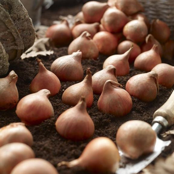 A large pile of smooth, brown tulip bulbs with a nearby garden trowel ready for fall planting.
