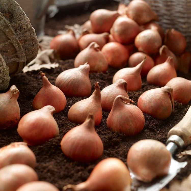 Generous pile of large tulip bulbs with garden trowel ready for fall planting.