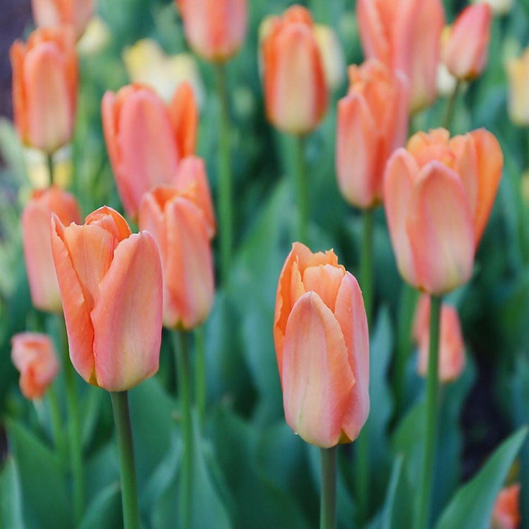 Group of early spring blooming fosteriana tulips Orange Emperor showing orange flowers with white markings on outer petals in a garden setting.