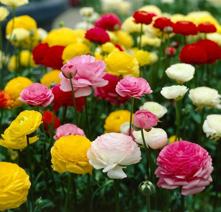 Mixed colors of ranunculus growing in a spring garden, featuring flower colors of yellow, white, pink and red.
