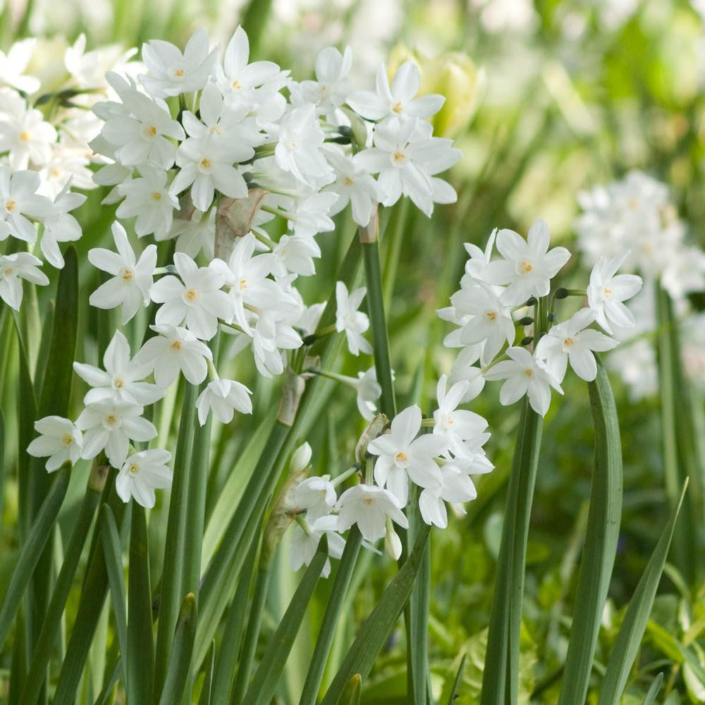 Daffodil Tazetta Ziva Paperwhites - 10 bulbs - Longfield Gardens