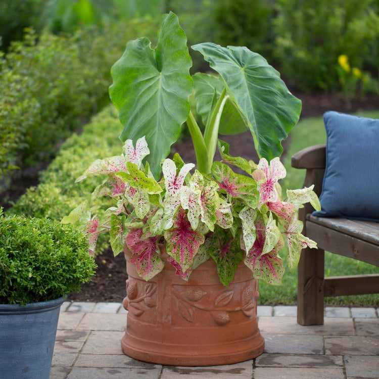 Dwarf caladium Miss Muffet growing with elephant ears in a large terracotta planter on a home patio.