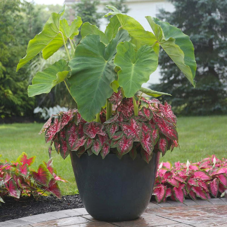 Sun tolerant caladium Carolyn Whorton growing in a large patio container with elephant ears.