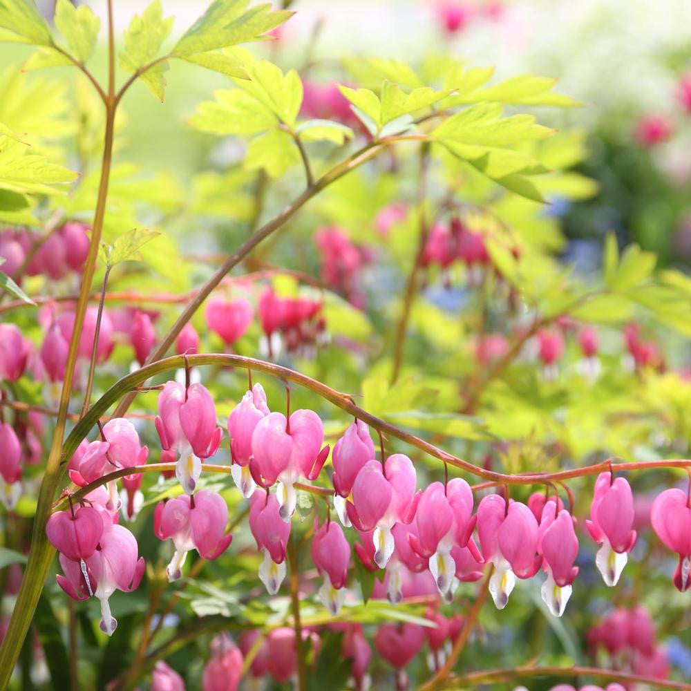 Dicentra (Bleeding Heart) Spectabilis - 3 bare roots - Longfield