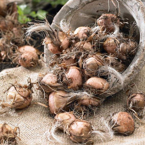 Dozens of crocosmia bulbs ready for planting in a spring garden.