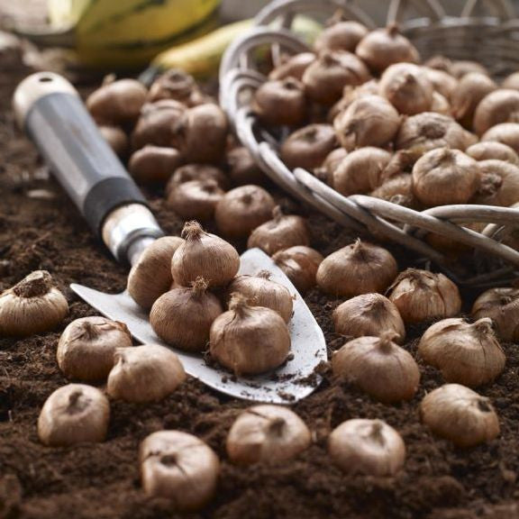 Dozens of top quality crocus bulbs with a traditional hand trowel, waiting to be planted in a garden or landscape.