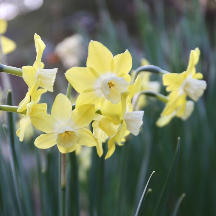 Several stems of the fragrant daffodil Pipit, highlighting the yellow petals and creamy white cup of this dwarf jonquilla narcissus.