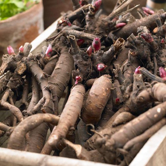 Peony Lactiflora Bowl of Beauty (Spring)