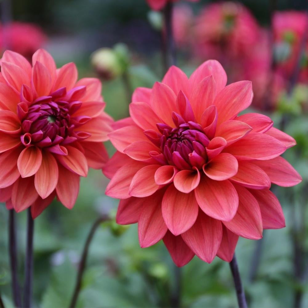Dahlia Decorative American Dawn - 2 tuber clumps - Longfield Gardens