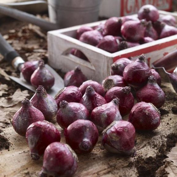 Hyacinth bulbs lying on a rustic wood tabletop, ready for fall planting.