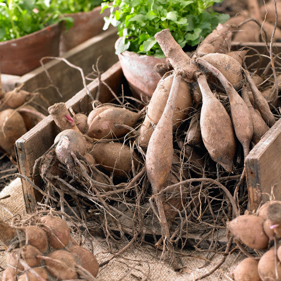 Clumps of dahlia tubers spilling out of a low wooden crate and ready for spring planting, showing how each clump features a neck, tubers and sprouts.